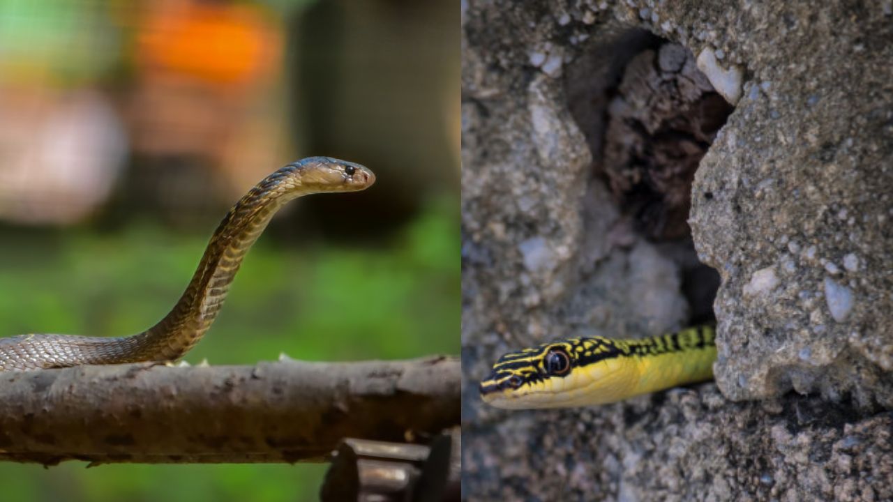 When Winter Begins, Snakes Show Up Here