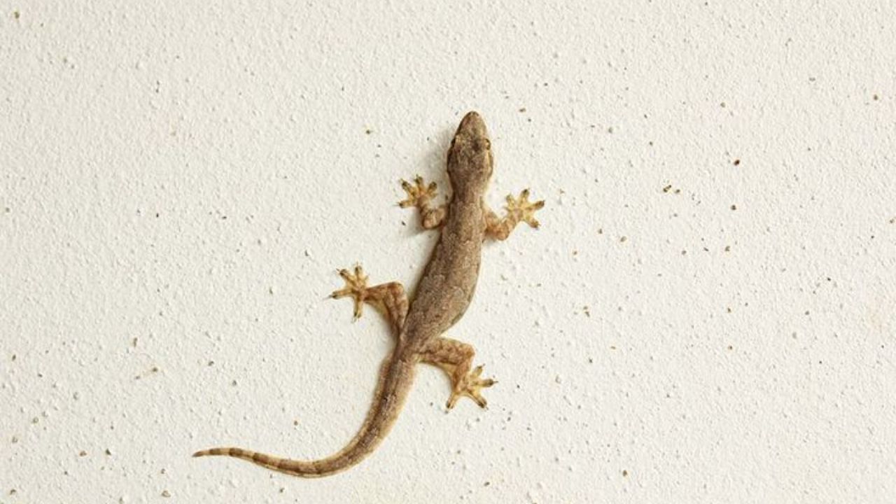 Wall Lizards in Your House: Bad Omen or Harmless? Find Out!