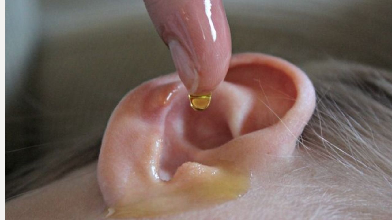 Do You Know How Beneficial It Is to Put Oil in Your Ears?
