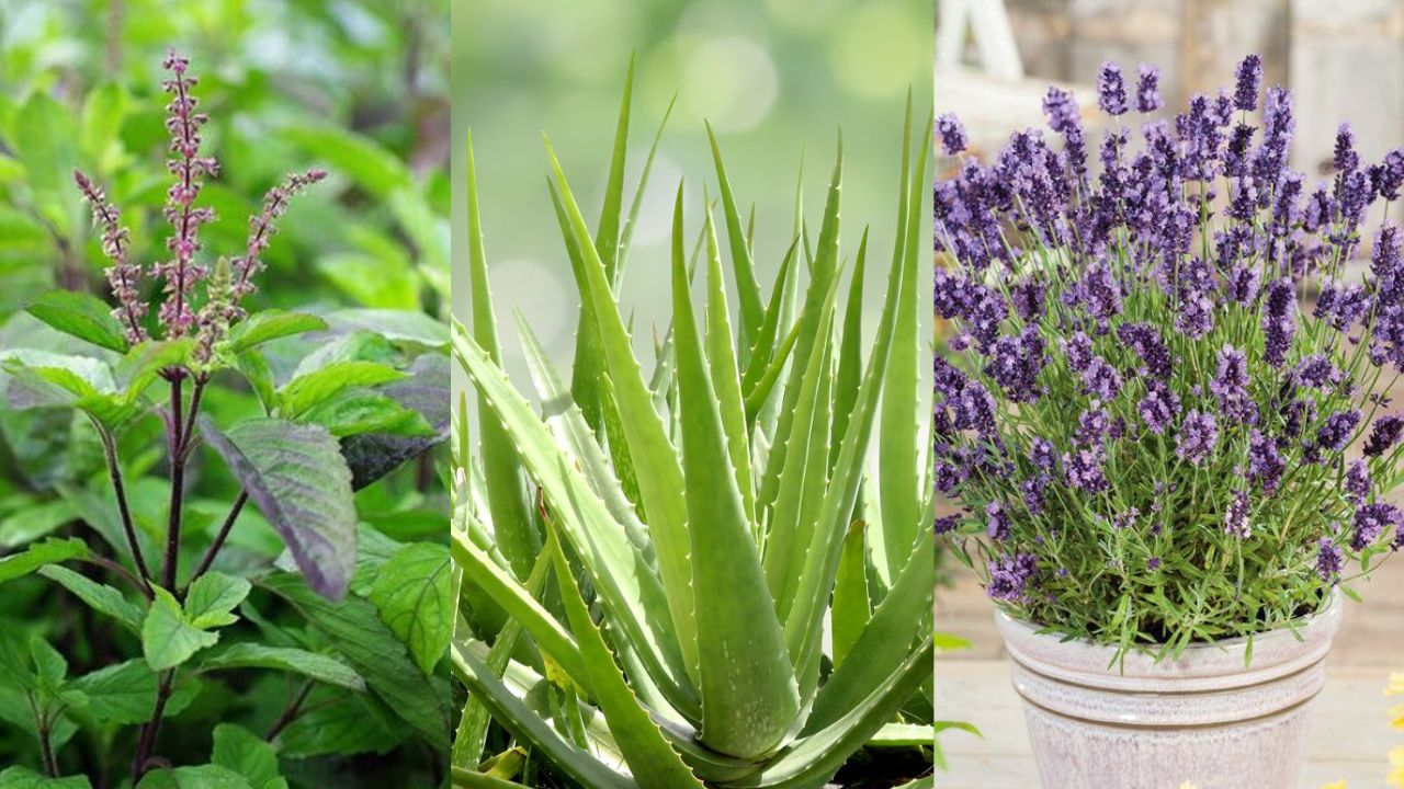 Natural Mosquito Repellent Plants You Must Grow at Home!
