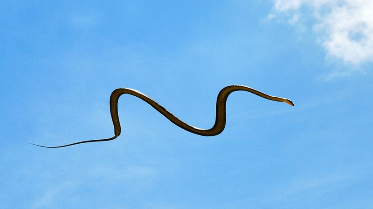 Flying Snakes: Surprising Insights from Science