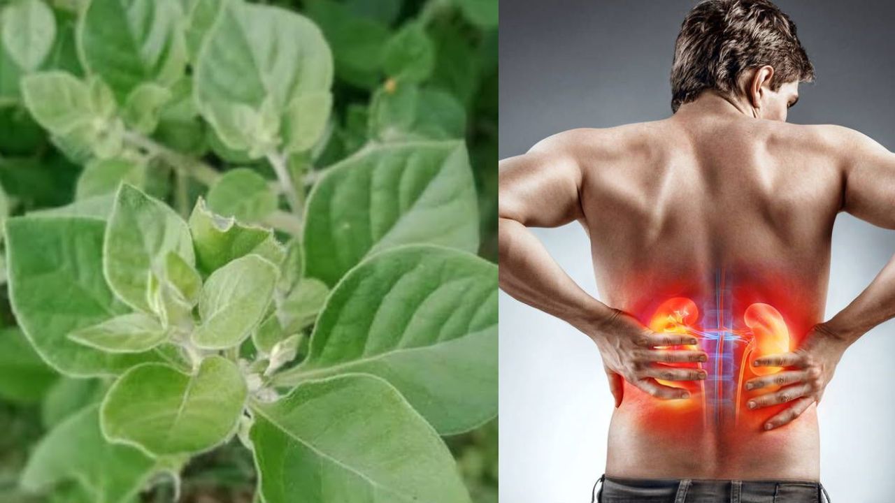 Say Goodbye to Kidney Stones with This Herbal Solution