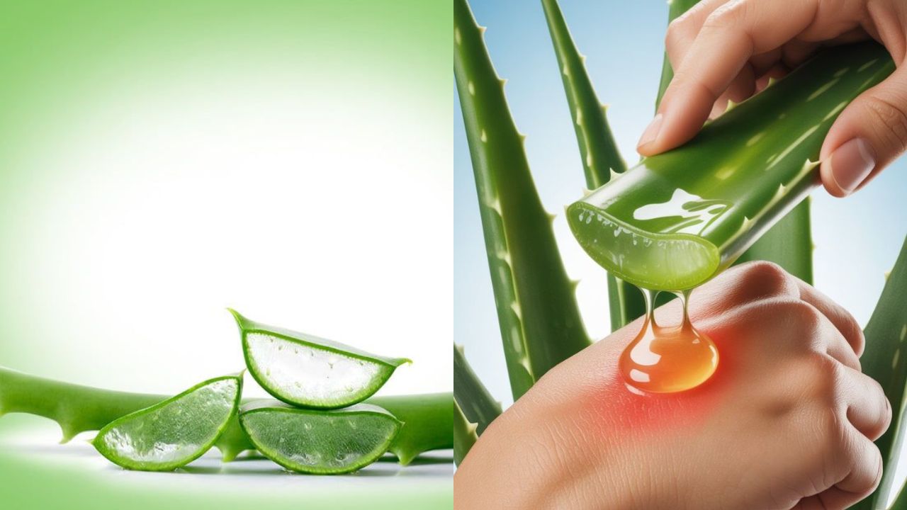 Aloe Vera: When It Helps and When It Can Harm