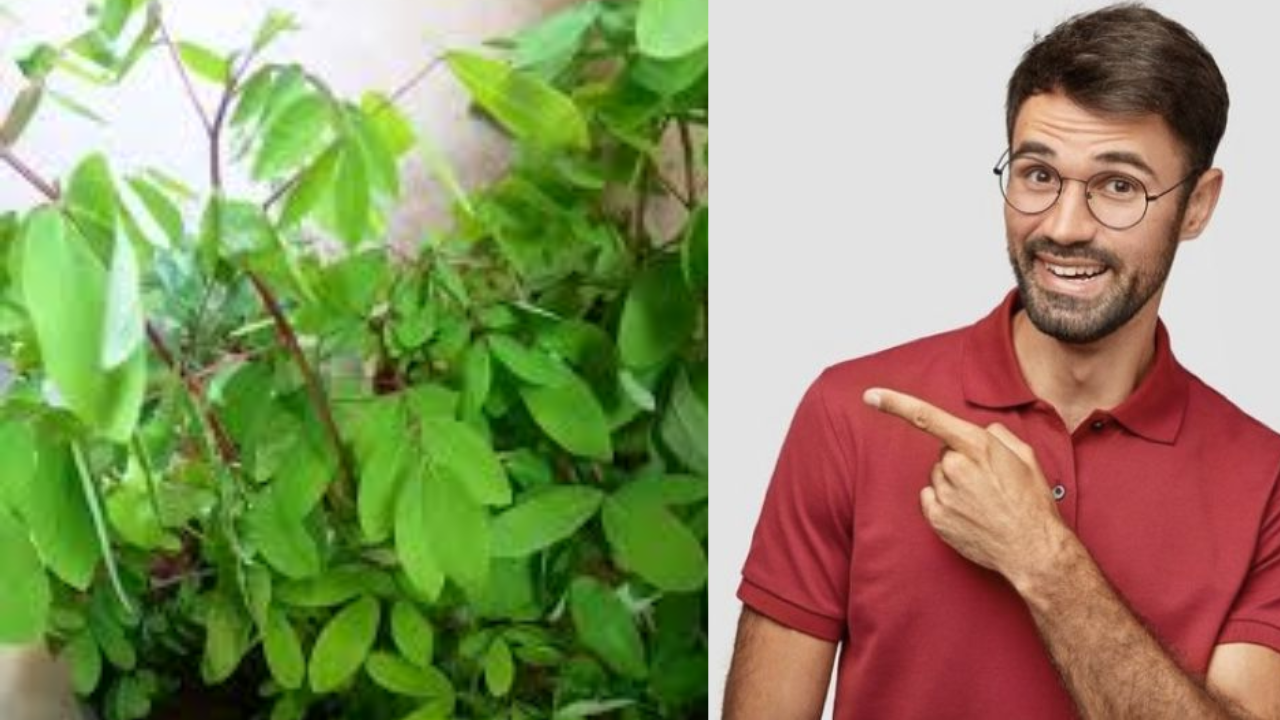 Ayurvedic Healing Benefits Hidden in Chennangi Leaves