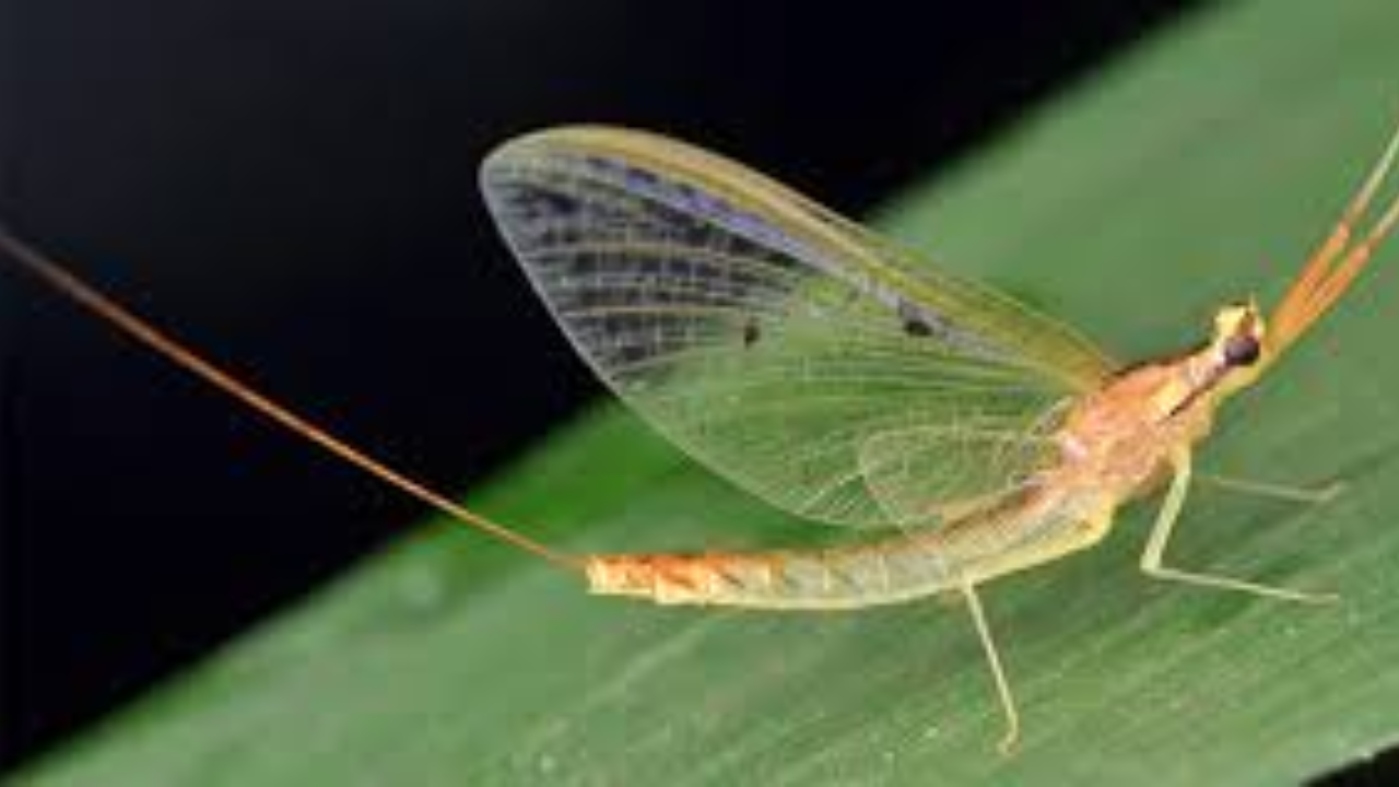 Creatures That Die Right After Birth – Shocking Natural Facts