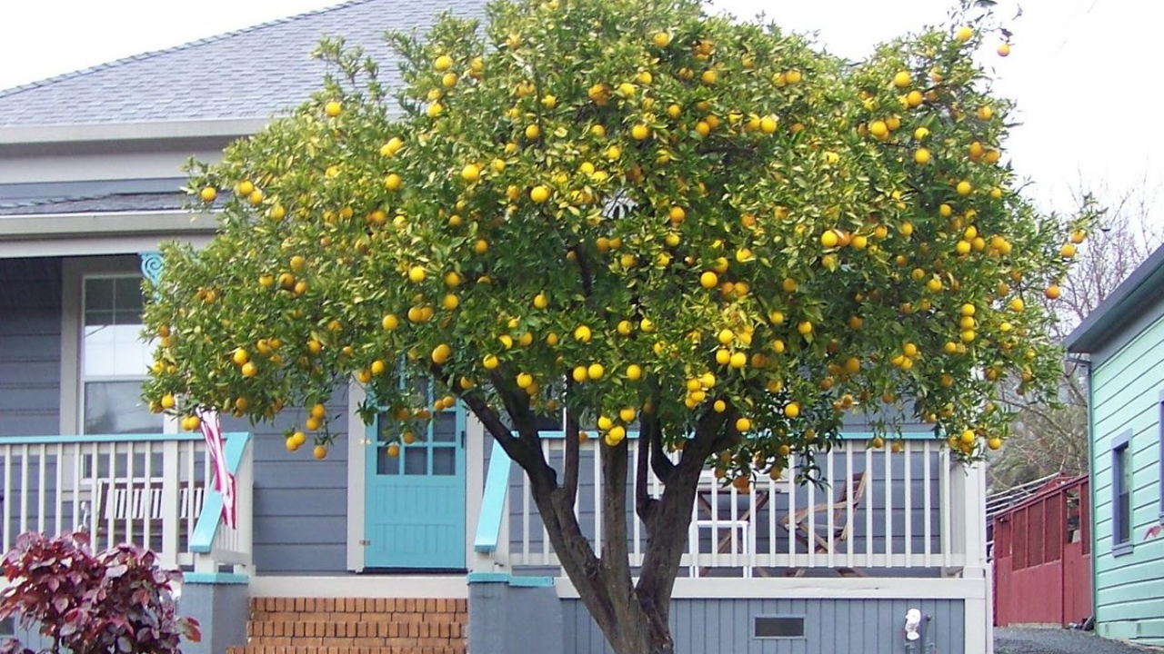 Does a Lemon Tree Increase Positive Energy at Home?