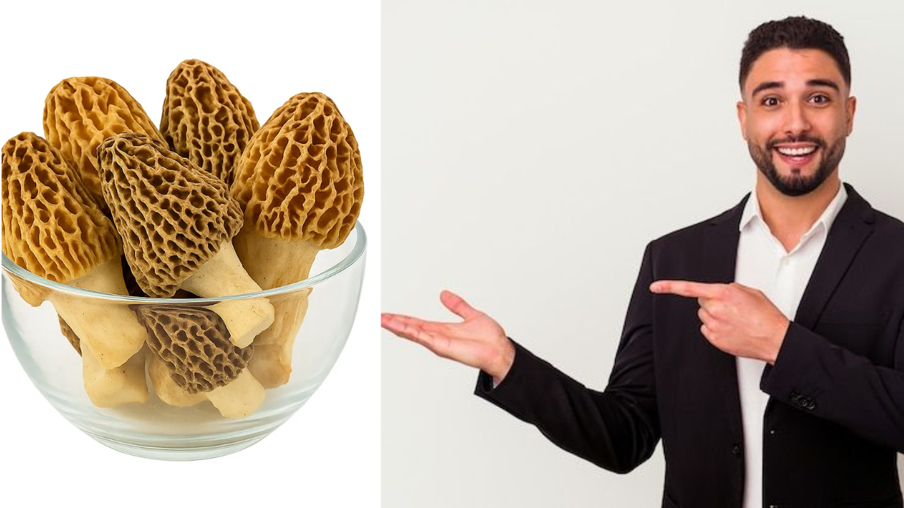 ₹40,000 a Kg Mushrooms: Why Gucci Mushrooms Are So Rare and Expensive