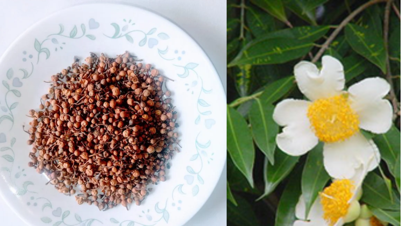 Nagakesari: A Natural Health Boon — Diseases This Powerful Herb Can Help Heal