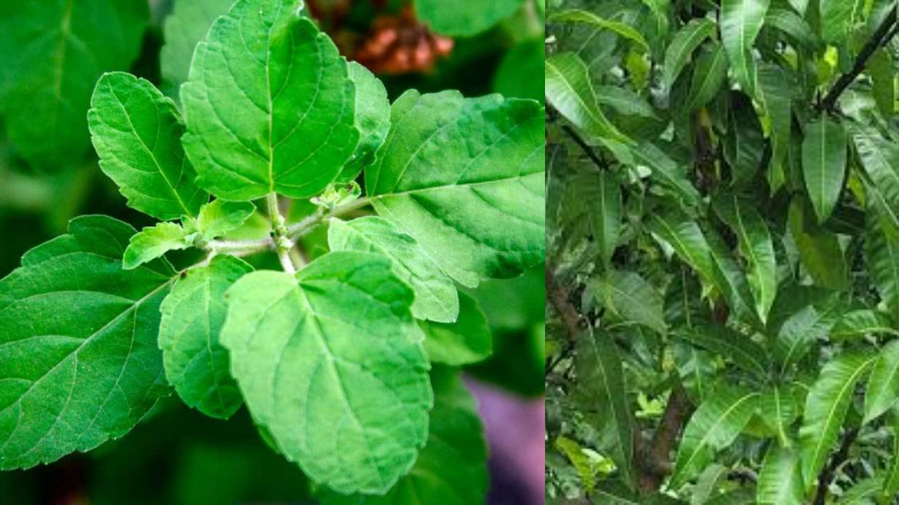 Vastu Remedy Made Easy: Just These Leaves Can Clear Negative Energy Daily