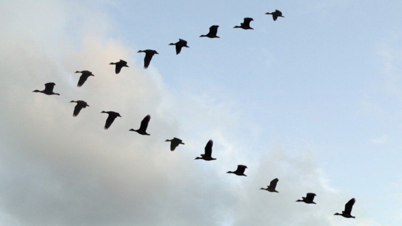 The Real Science Behind Birds’ V-Shaped Flight Pattern