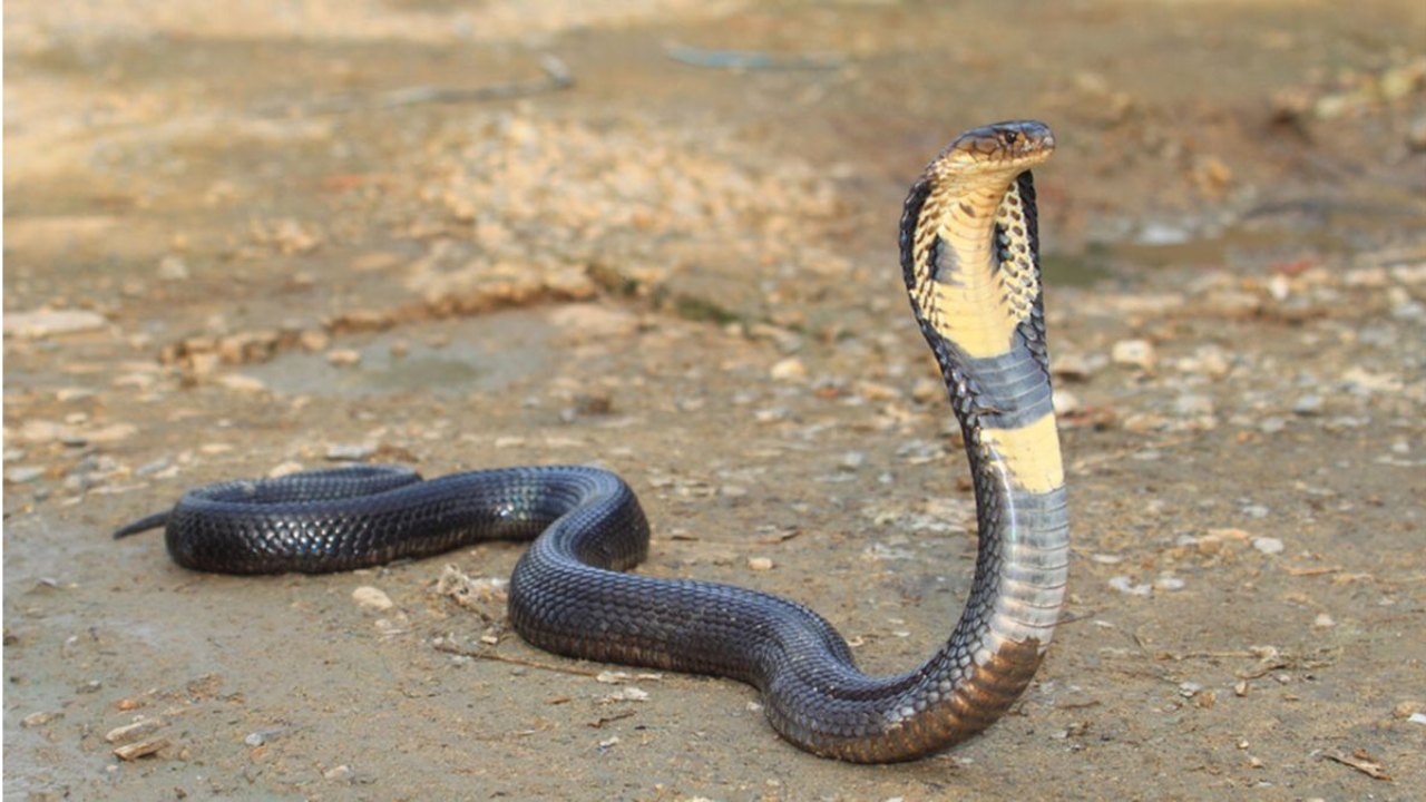 Do Snakes Identify Humans by Smell? What Science Actually Says
