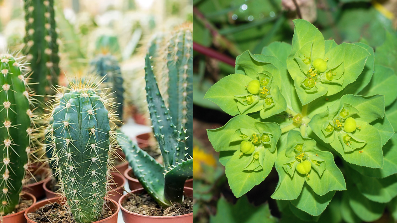 This One Common Plant Could Be Attracting Snakes to Your Home Garden!