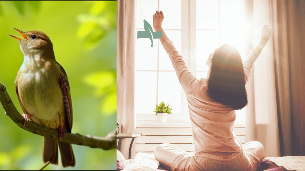 Hear This Sound in the Morning? Here’s Why It’s a Positive Sign