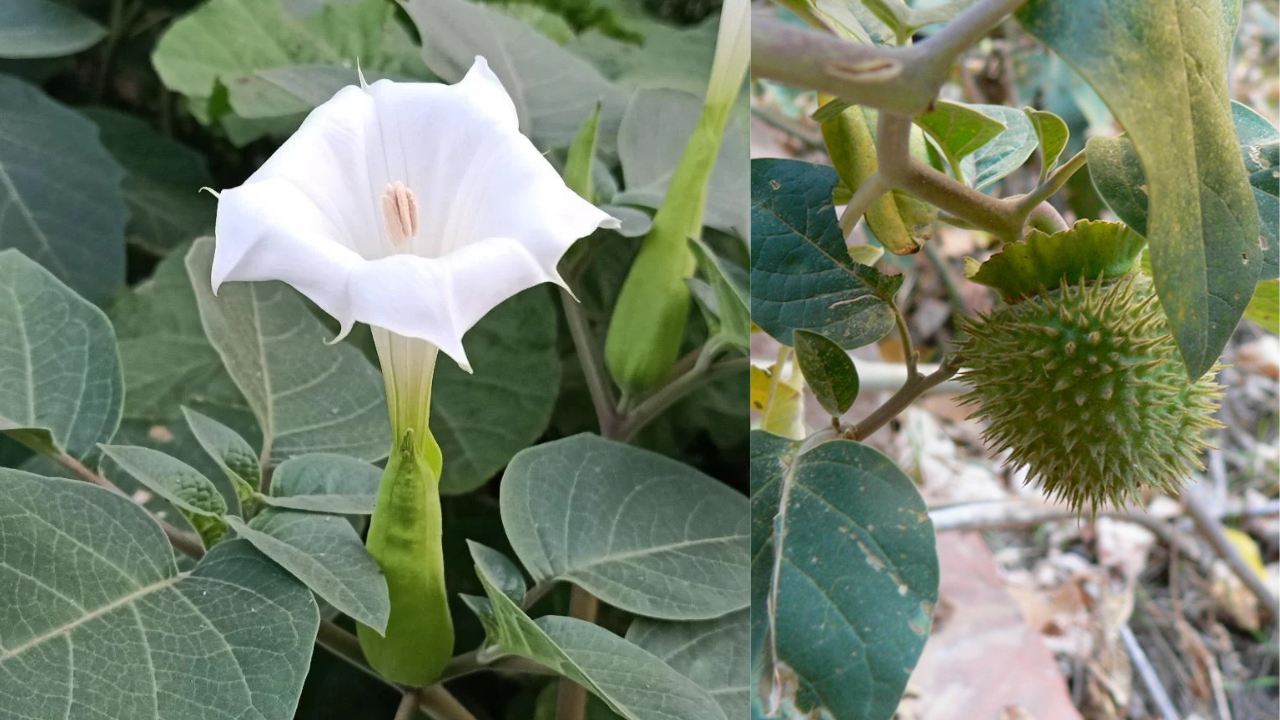 Understanding Its Risks and Medicinal Benefits