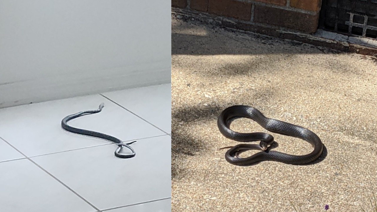 Snakes in the House? The Hidden Cause Nobody Talks About