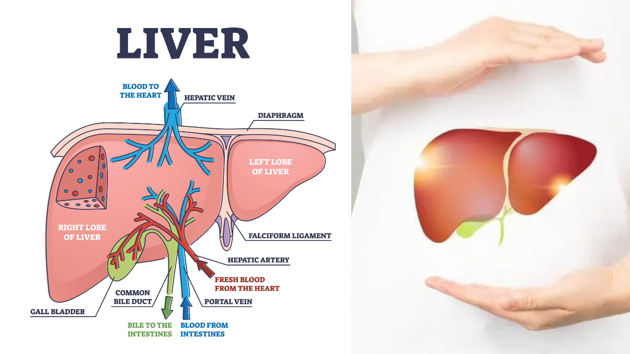Early Liver Warning Signs You Should Never Ignore