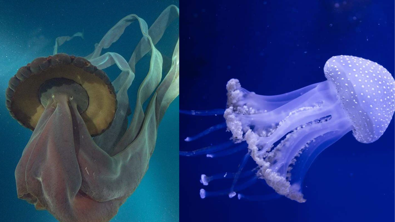 Hidden Sea Beast Revealed! Scientists Discover a Massive 32-Foot Jellyfish