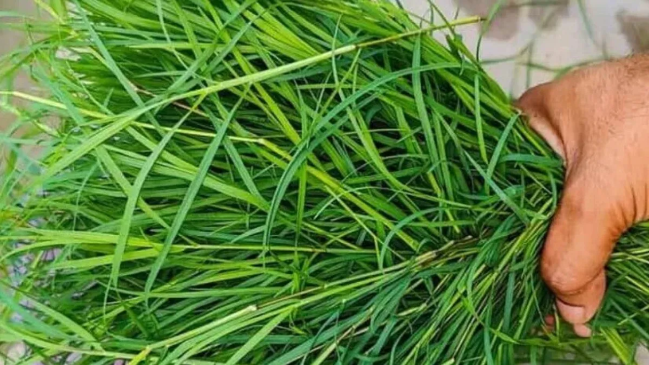 So Many Benefits of Bermuda Grass Growing Right in Front of Your Home! The Real Facts
