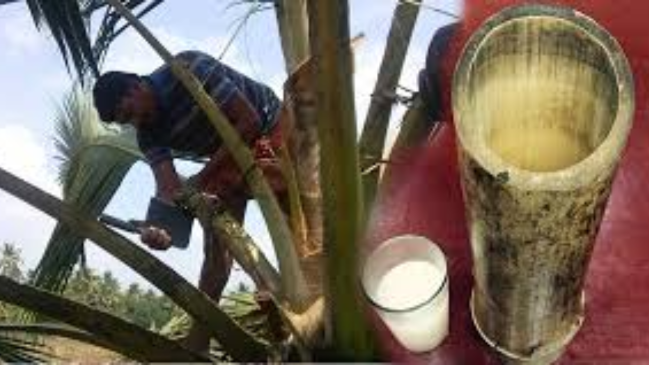 Rural Drinks Secret: Toddy vs Palm Wine – Which One Is Healthier?