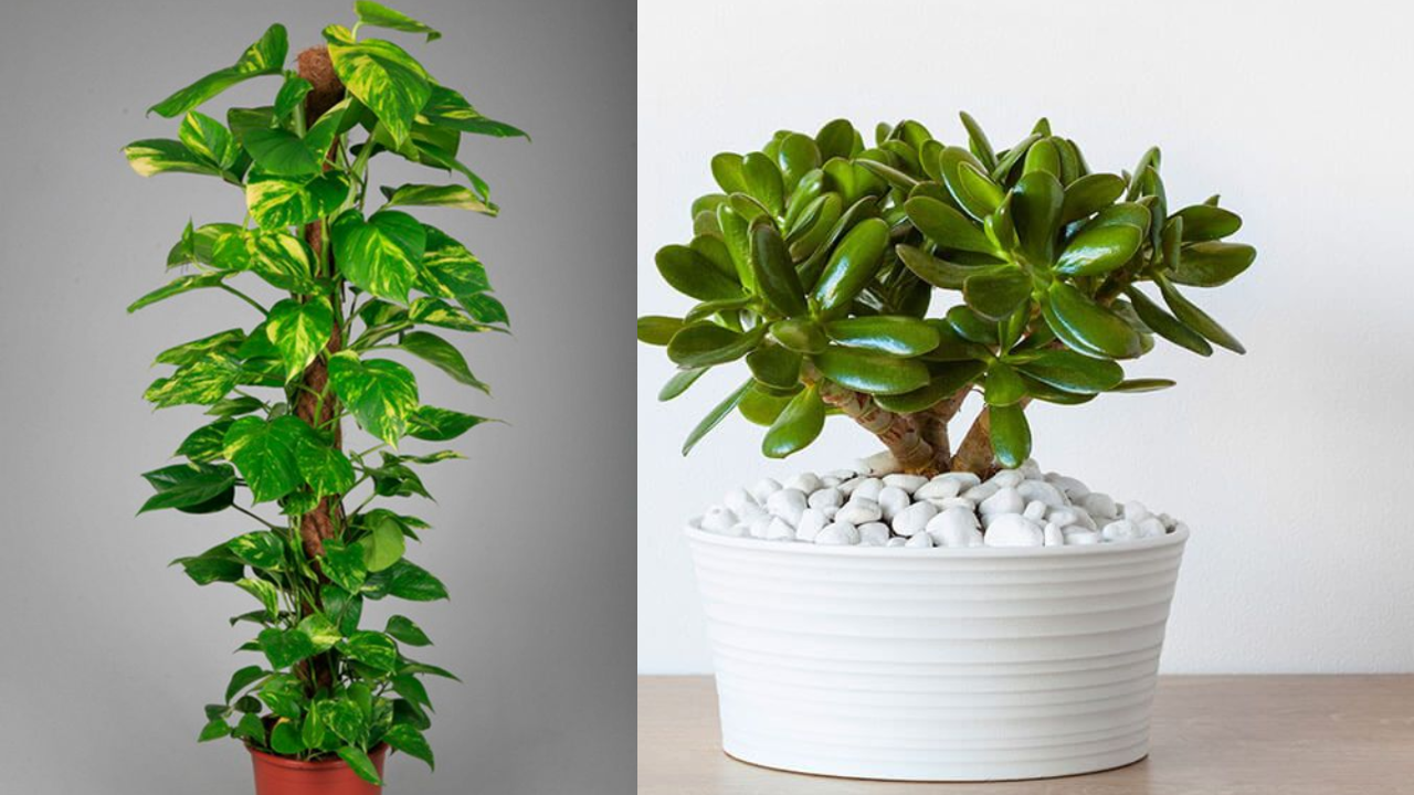 Keeping This Plant at Home Brings Fortune? Viral Buzz Explained