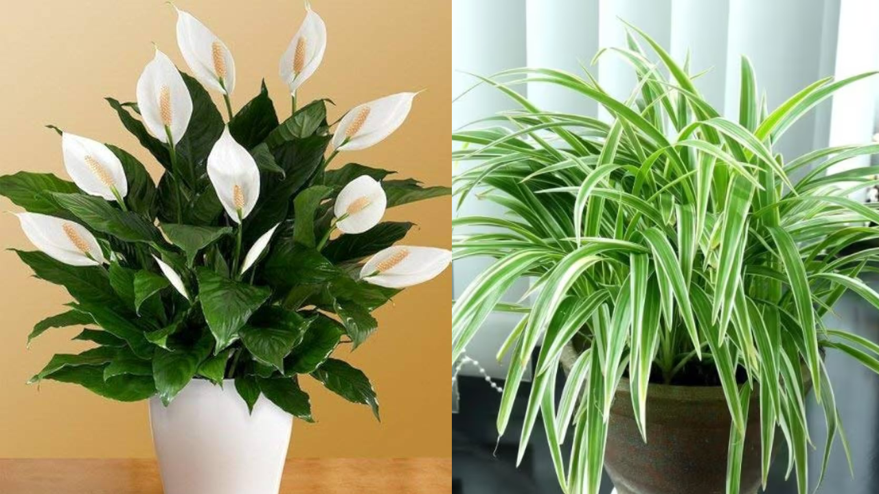Super Plants That Purify Home Air and Protect Your Life