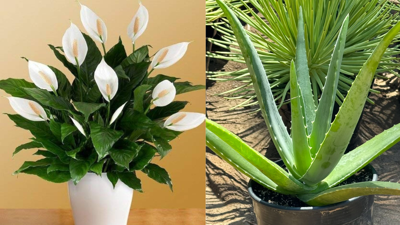 Super Plants That Purify Home Air and Protect Your Life