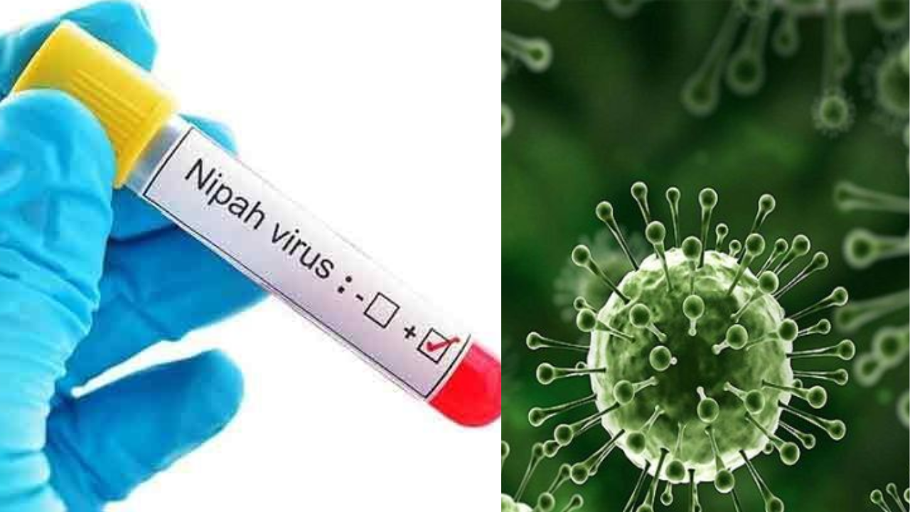 Nipah Virus Alert: Symptoms, Causes, and Prevention Tips from Experts