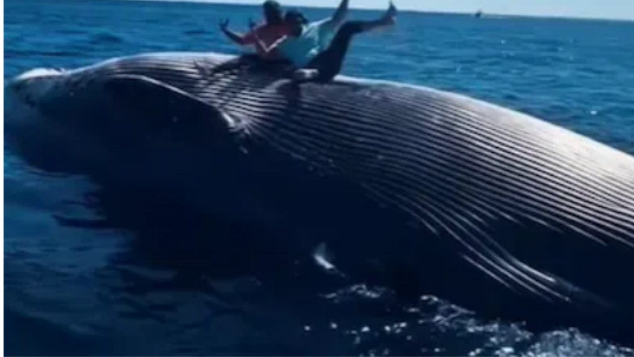 Drunken Fishermen Spark Outrage by Posing on a Dead Whale