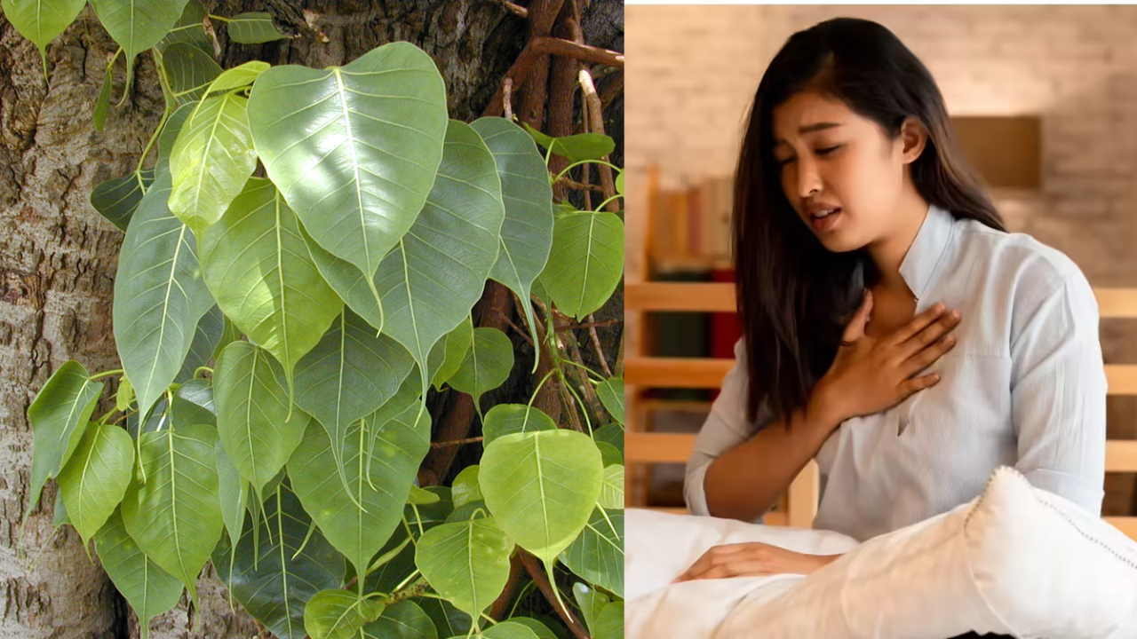 How the Banyan Tree Helps from Common Cold to Asthma