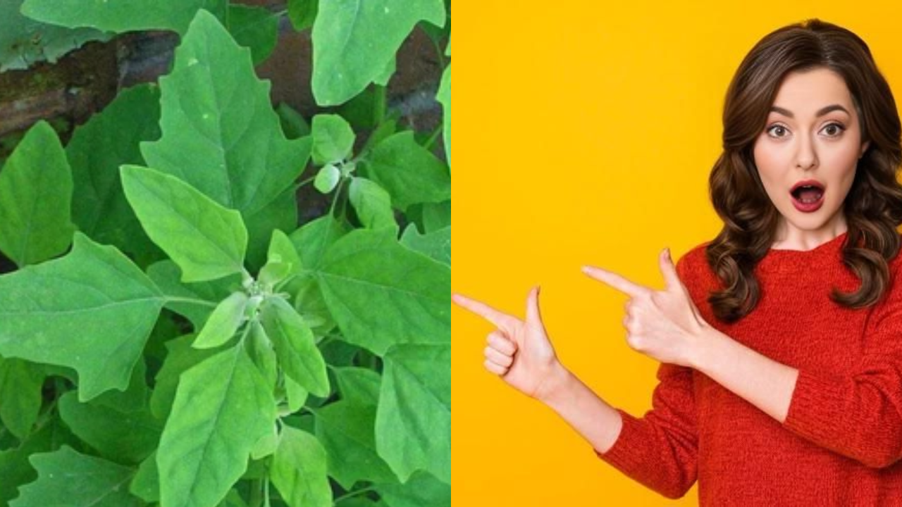 How Betel Leaves Support Liver and Kidney Function