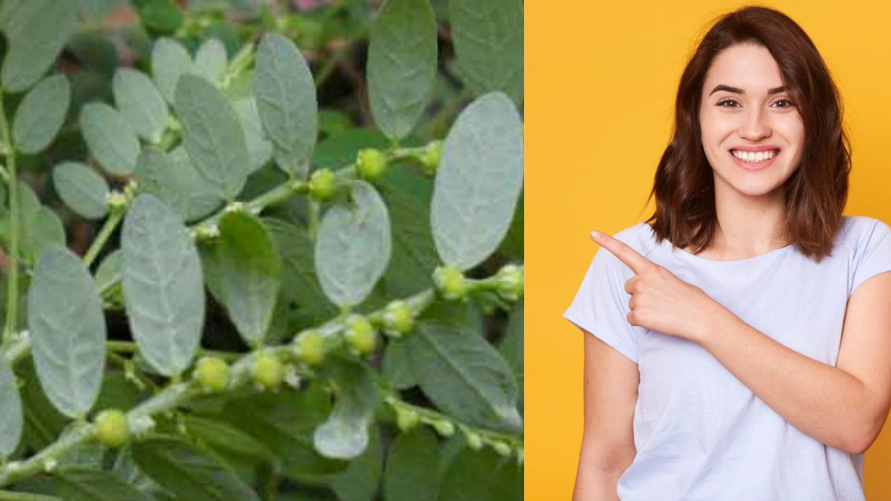 Why Nela Usiri Is a Powerful Natural Remedy
