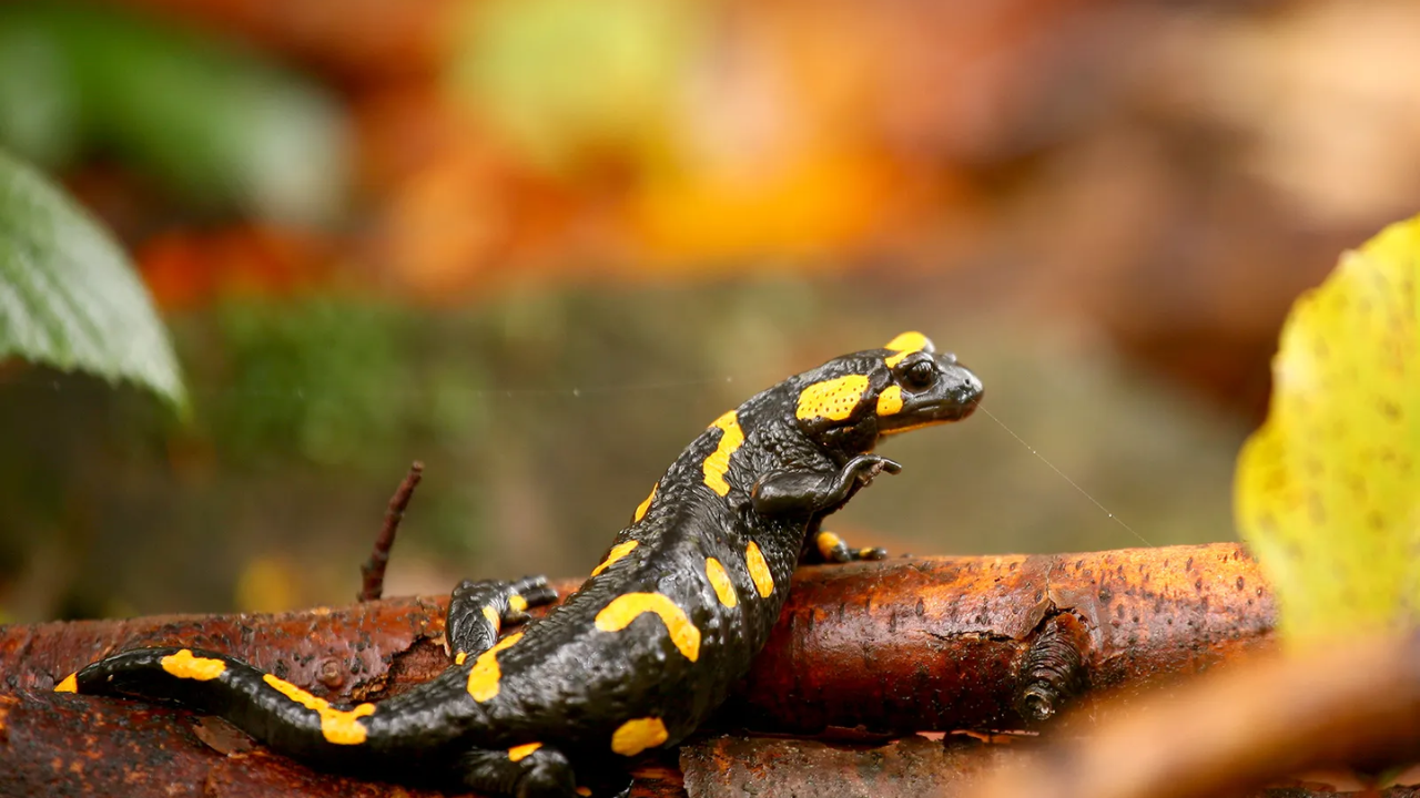 Nature’s Wonder: Alpine Salamander Sets Record with Prolonged Gestation