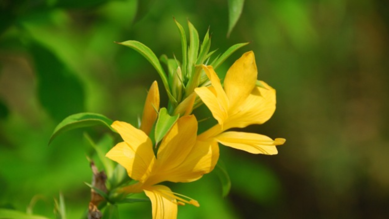 From Folk Remedy to Scientific Research: The Truth Behind This Wild Plant