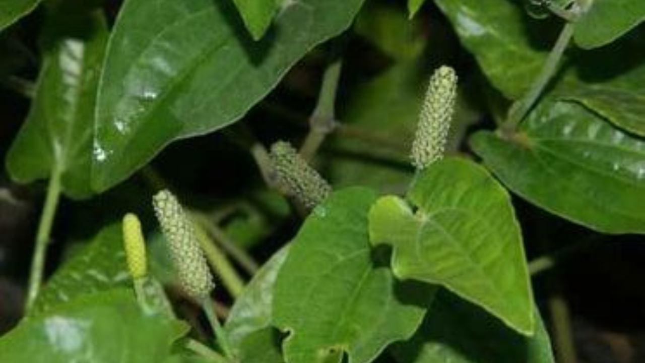 "Small Spice, Big Benefits: The Piper Health Secret"