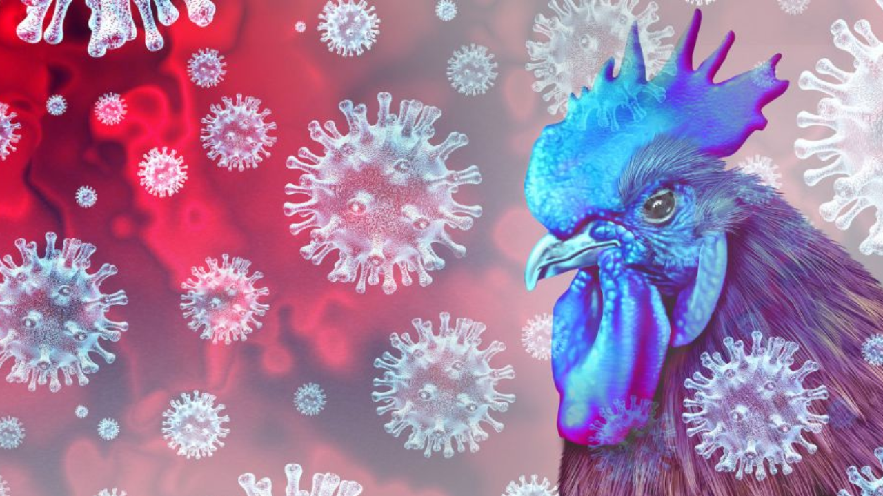 Avian Influenza Fear in Andhra Pradesh: Authorities Urge Precautions