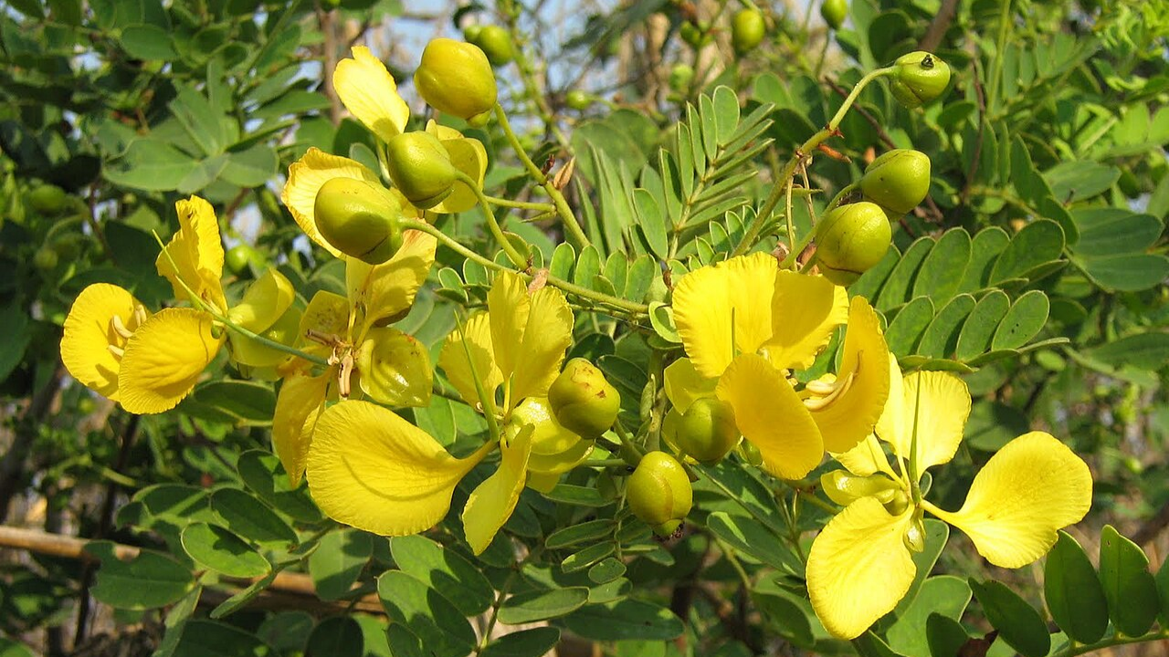 Tangedu Plant for Wound Healing: Medicinal Uses You Should Know