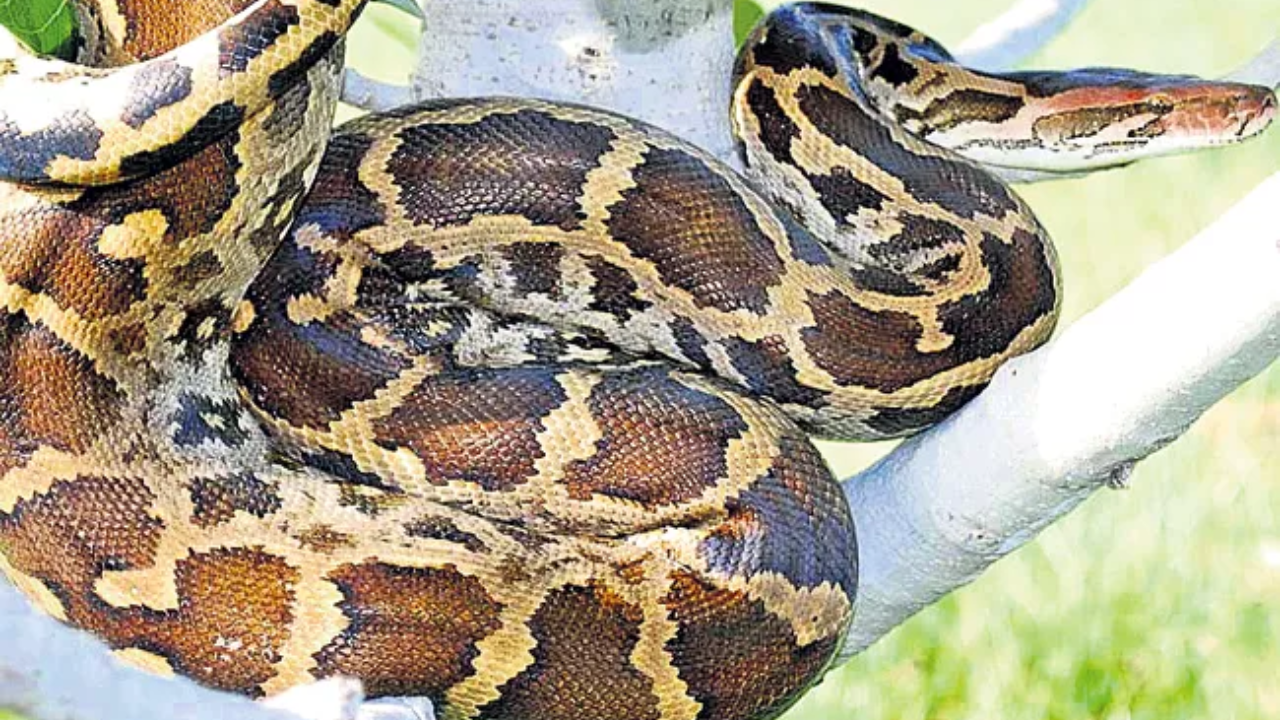 Do Pythons Really Regurgitate Their Prey? Here’s the Truth