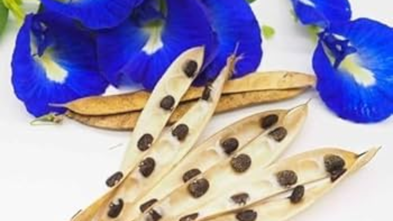 Beyond the Bloom: Are Shankh Flower Pods Edible and Beneficial?