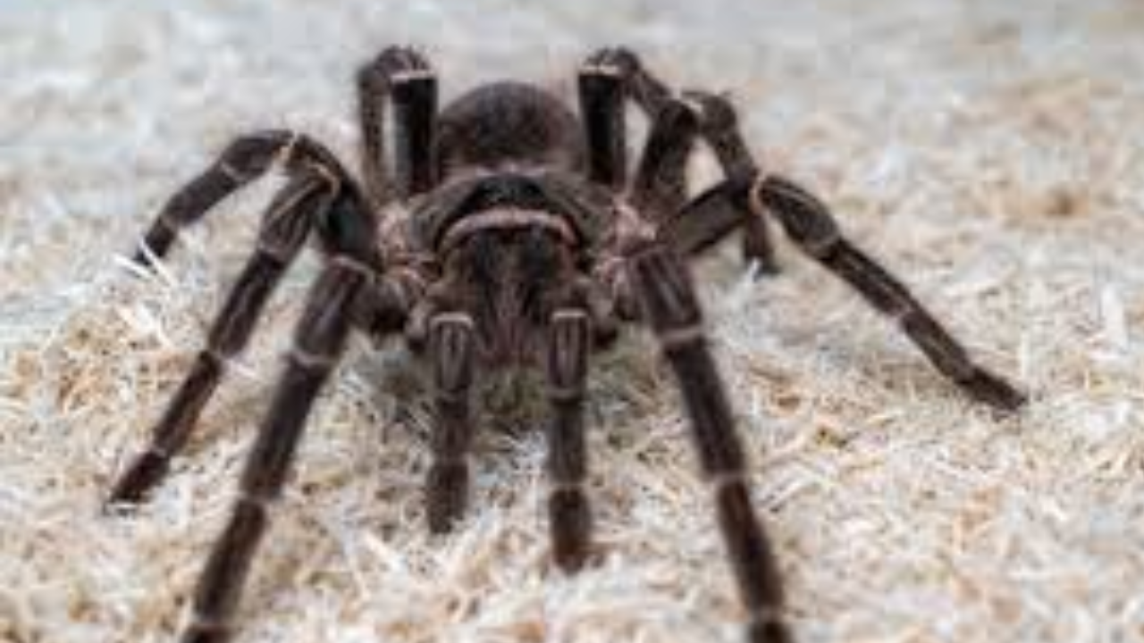 Nature’s Mystery: Animals That Turn Their Own Bodies into Food