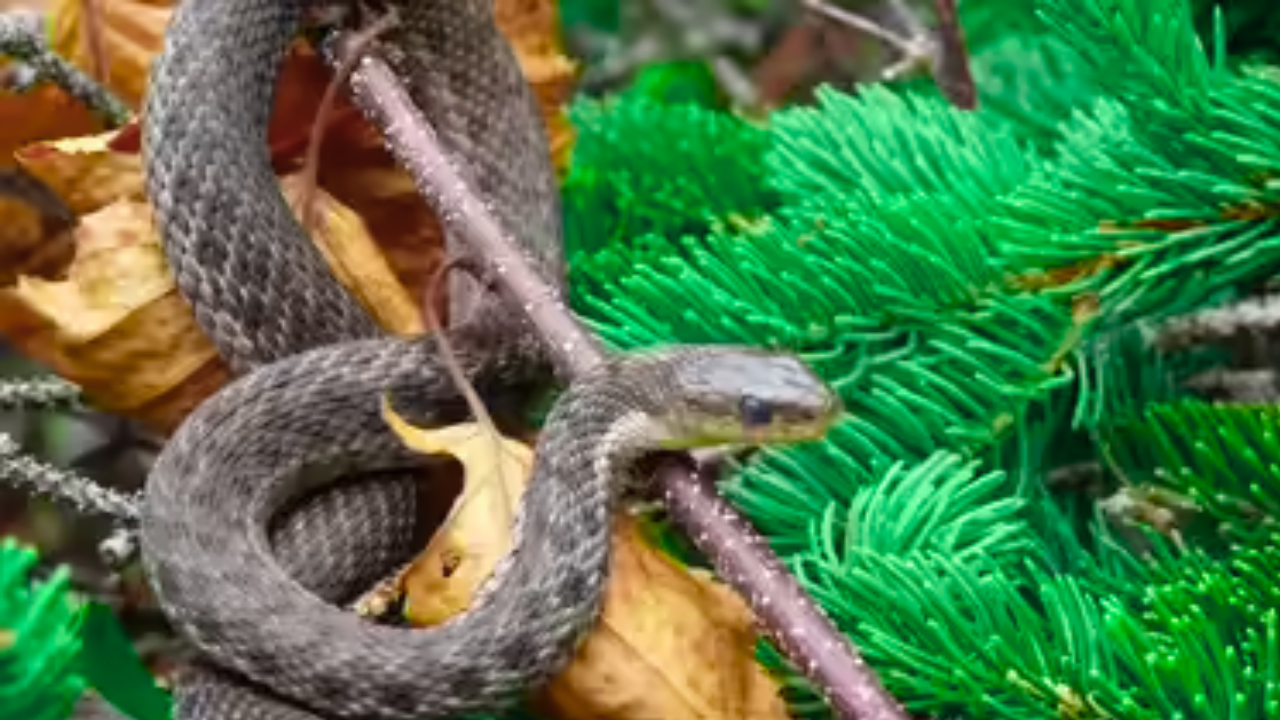 Do Certain Plants Around Your Home Really Keep Snakes Away?