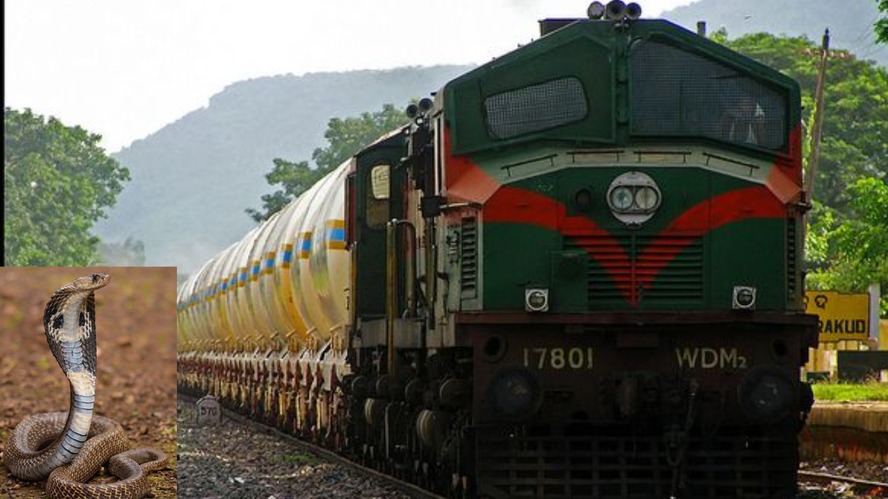 Shocking Study: Do King Cobras Really Travel in Trains?