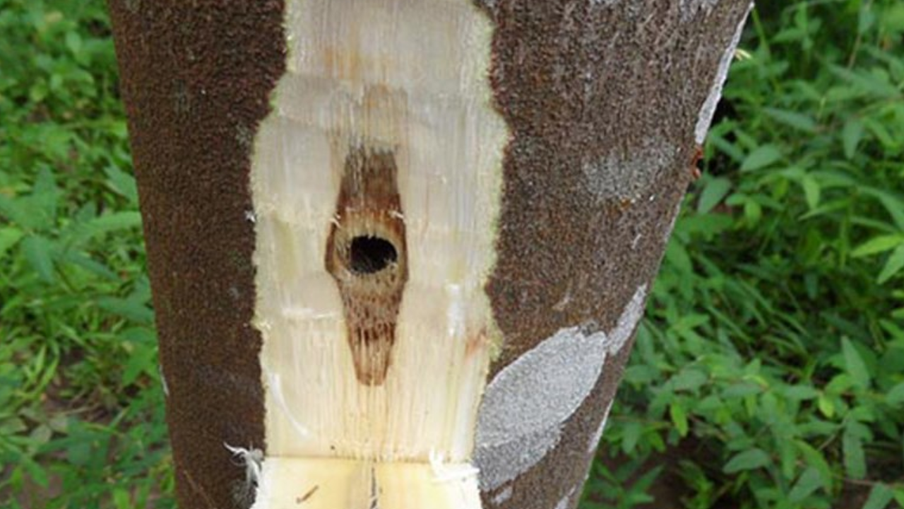 Costlier Than Sandalwood: This Rare Item Costs Over ₹70 Lakh Per Kg