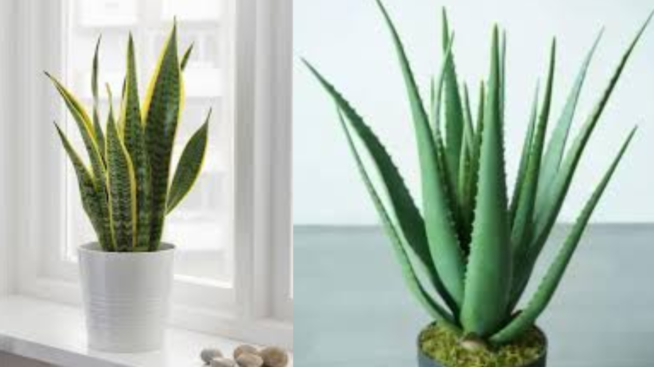 Beautiful Plants That Keep Your Balcony Cool in Summer