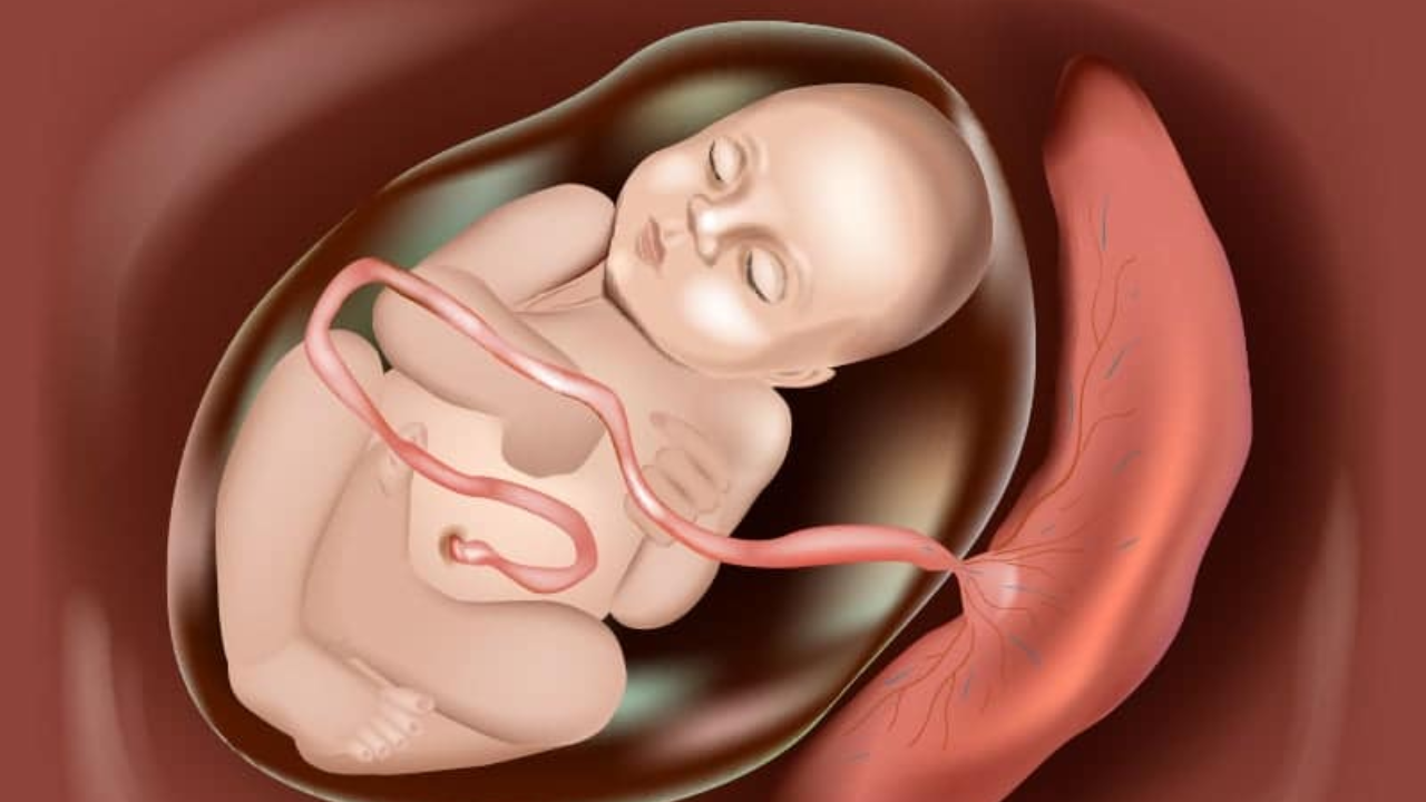 Umbilical Cord Stem Cell Therapy: A New Hope for Infertility
