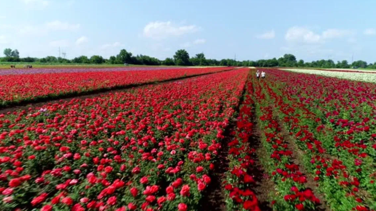 Rose Cultivation Brings Huge Profits for Farmers
