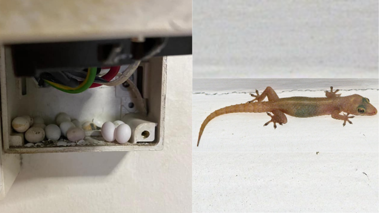 Hidden Spots Where House Lizards Lay Eggs You Should Be Aware Of