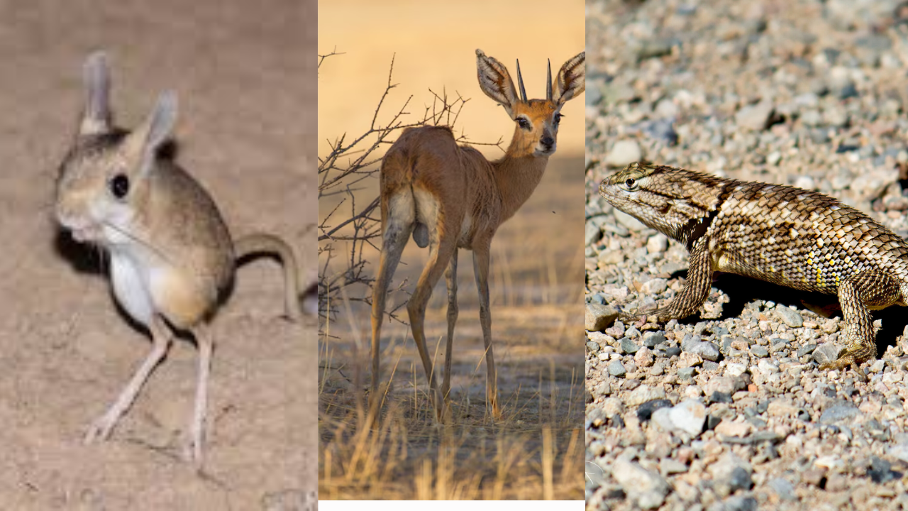 Living Without Drinking Water? These Animals Do It Amazingly