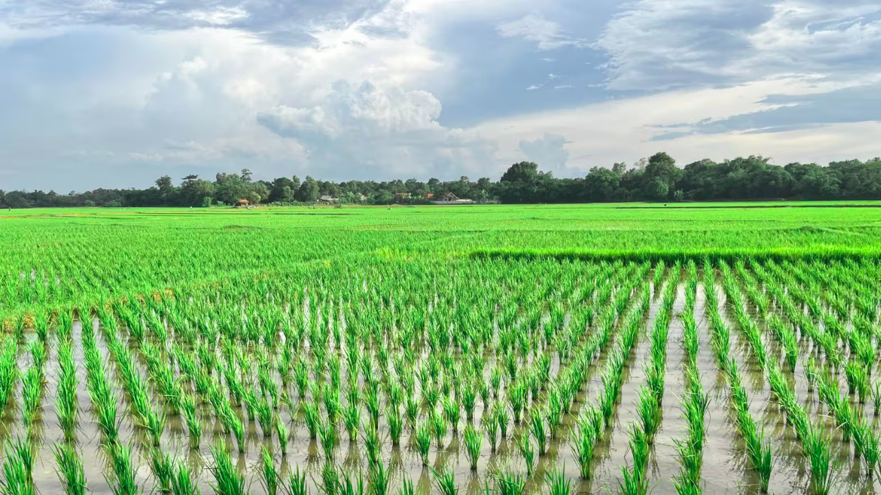 India’s Rice Capital Revealed! The State Leading in Paddy Production