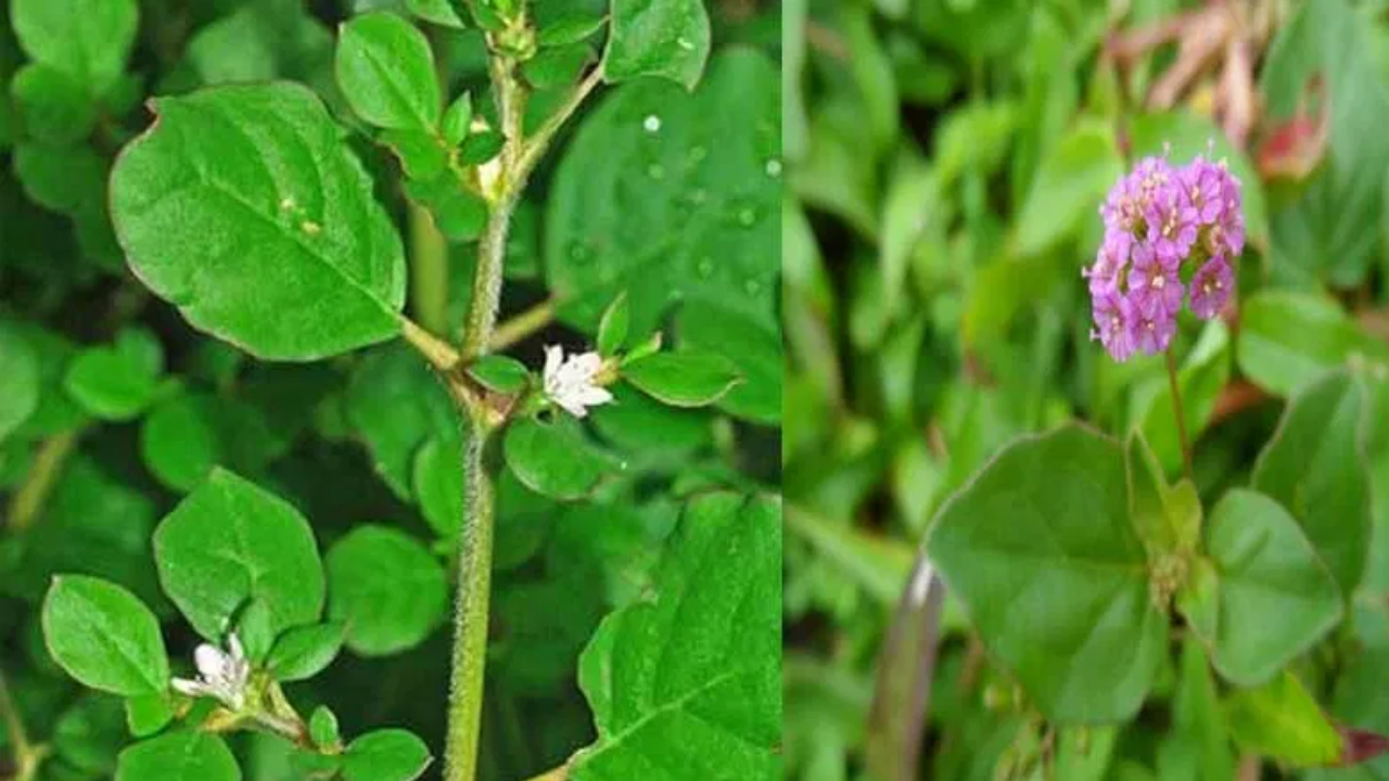 Plant Near Your Home That Dissolves Kidney Stones Naturally