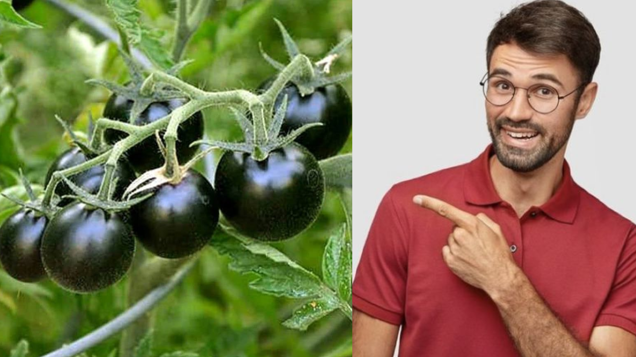 "Stronger Than Red Tomatoes: Foods That Supercharge Your Health"